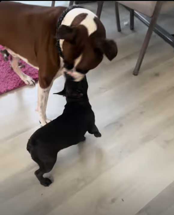 Frenchie Yoda - lets take this silly thing of your neck !!!